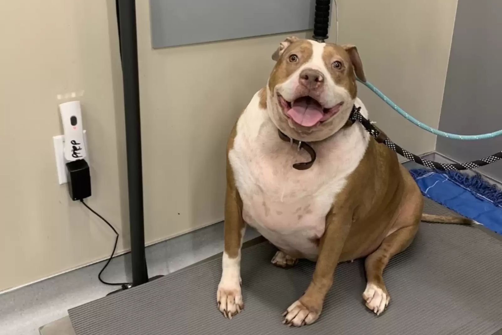 the chubbiest pitbull