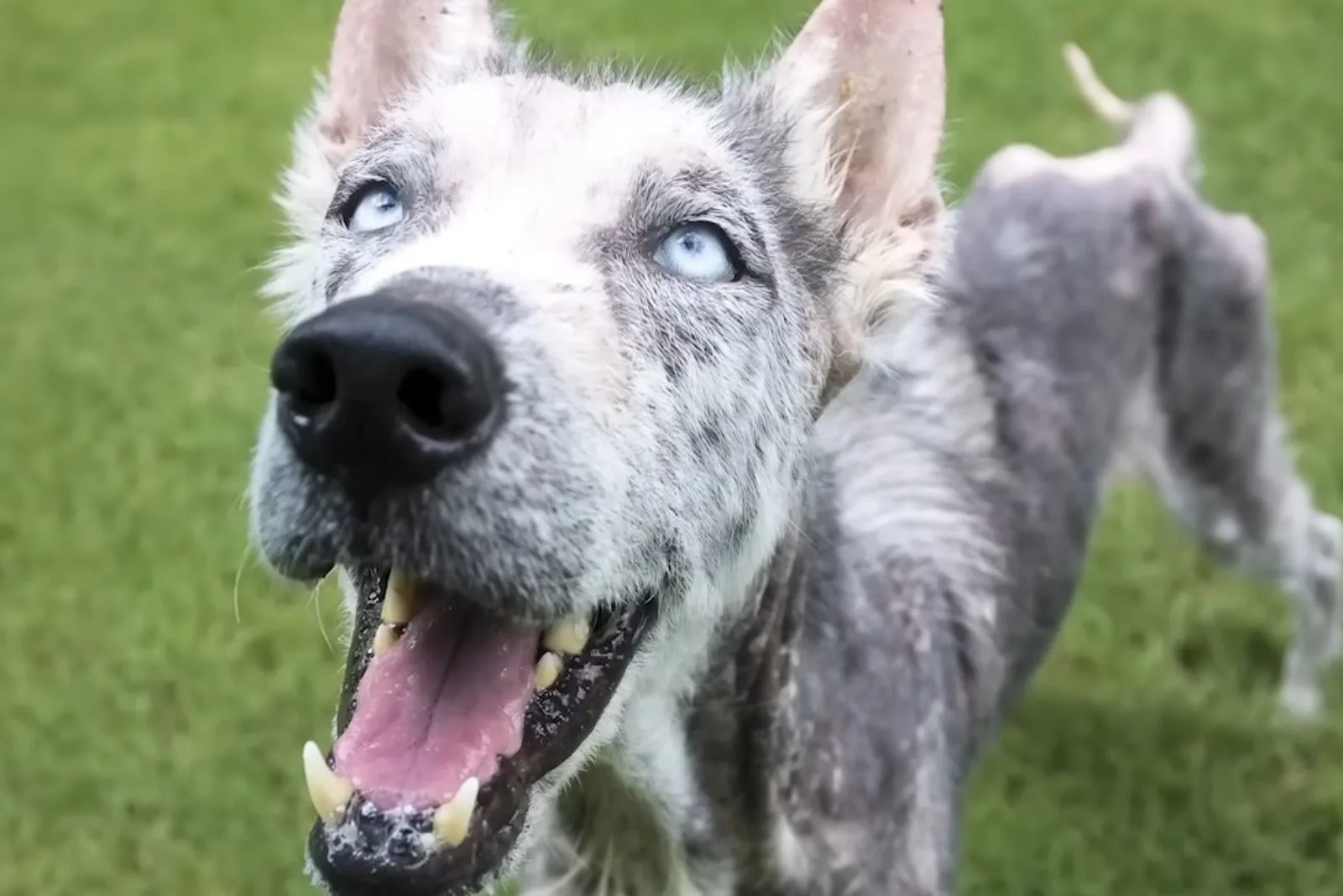 el perro mira a la cámara con la boca abierta