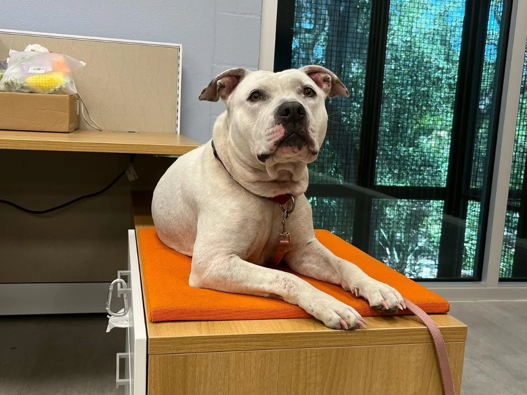 el perro está tumbado sobre la mesa y mirando a la cámara