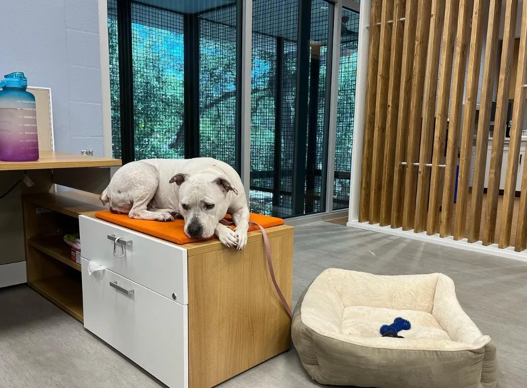 el perro está acostado sobre la mesa