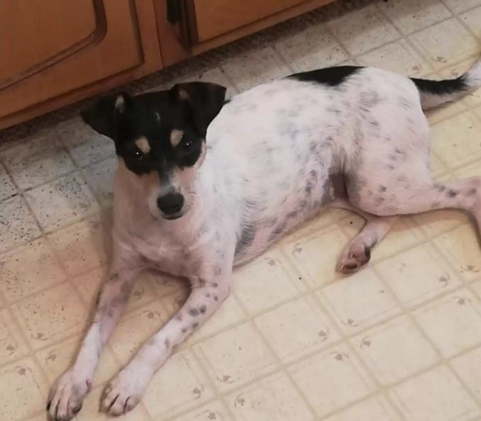 the dog is lying on the tiles in the kitchen