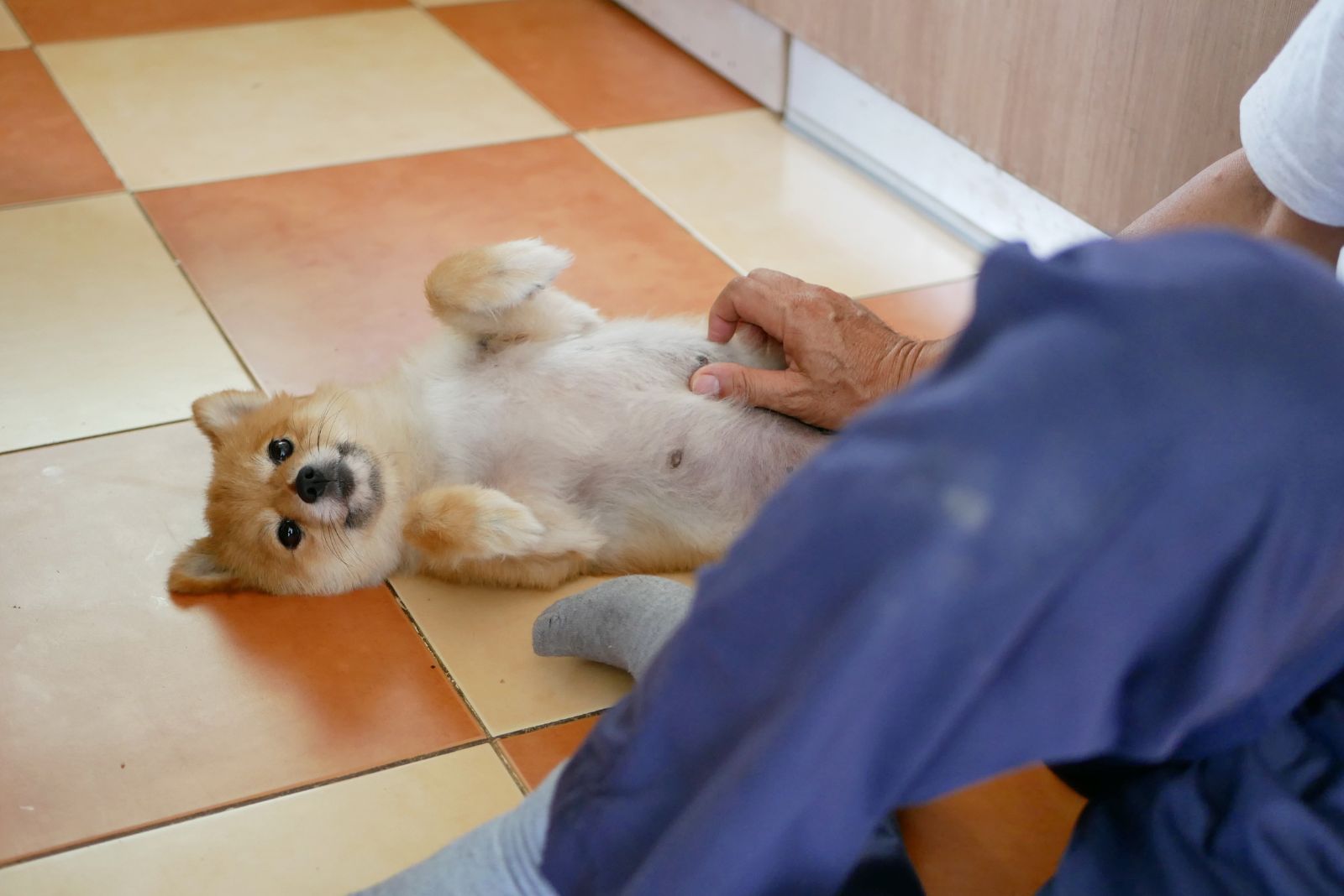 the dog is lying on the tiles on its back while the man is petting it