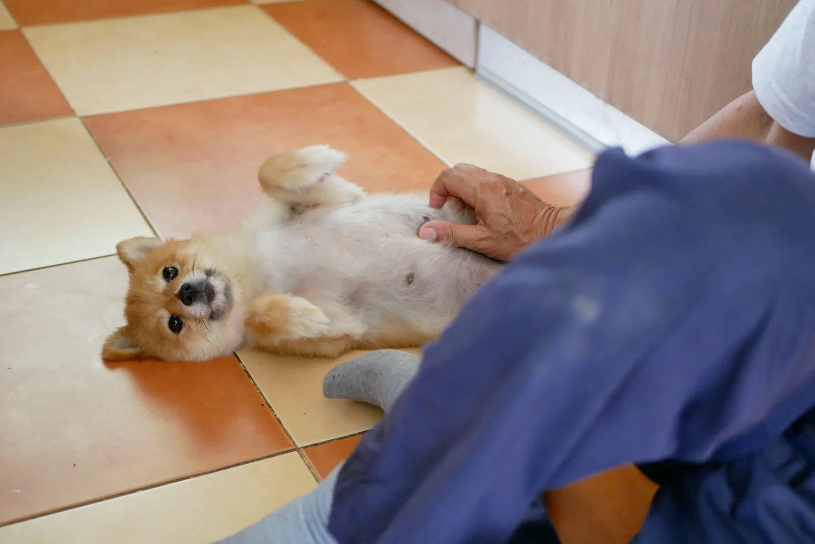 the dog is lying on the tiles on its back while the man is petting it