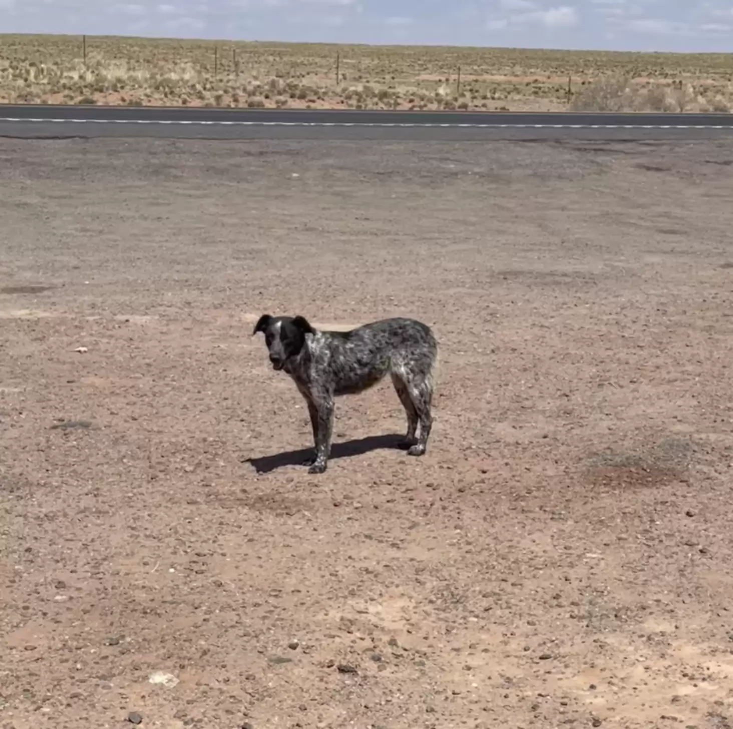 el perro está parado en la intersección de la carretera