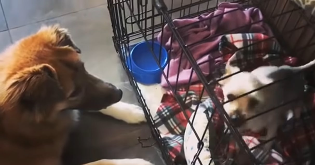 the dog sits in front of the cage and looks at the injured puppy