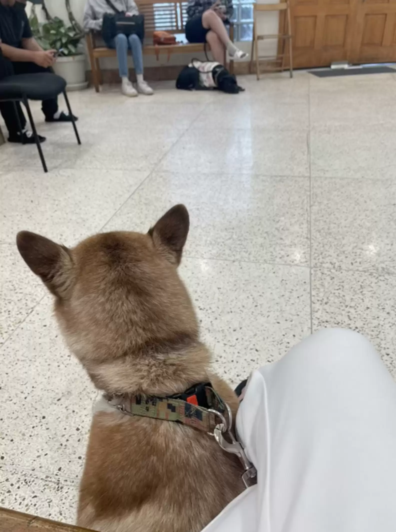 the dog sits on a leash next to the owner