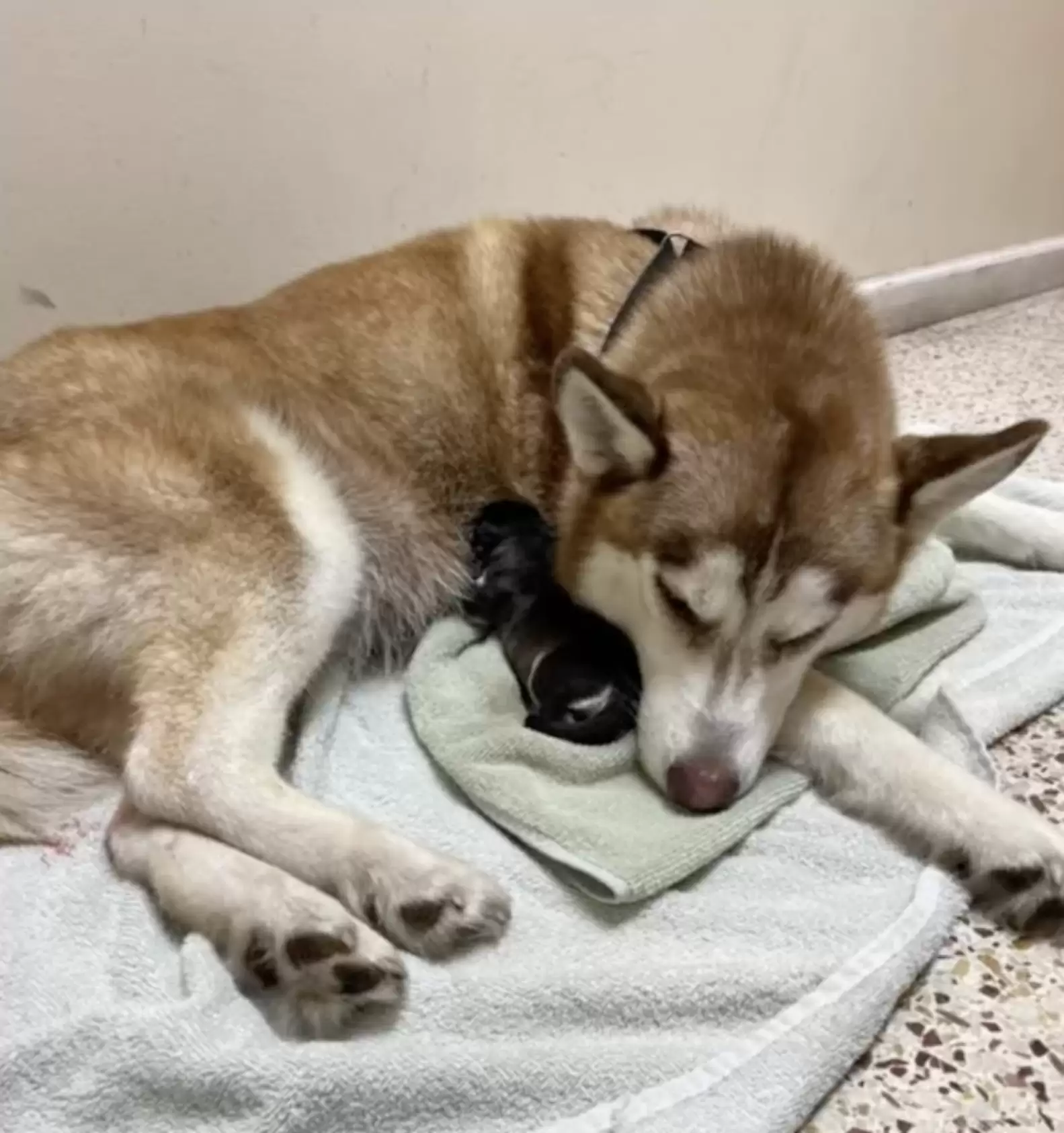 the dog sleeps on a blanket on the floor