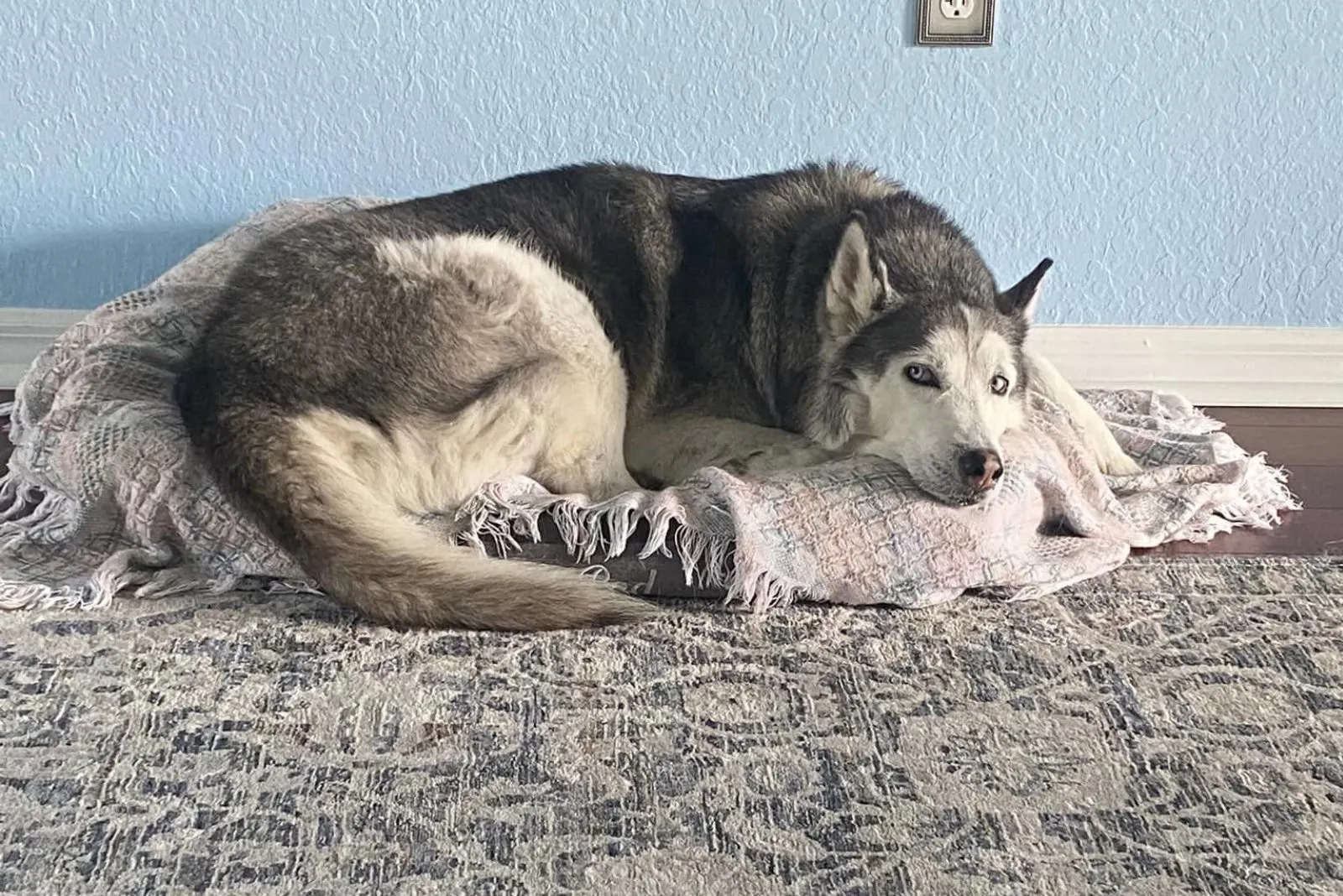 the dog with the most beautiful eyes is lying on his pillow