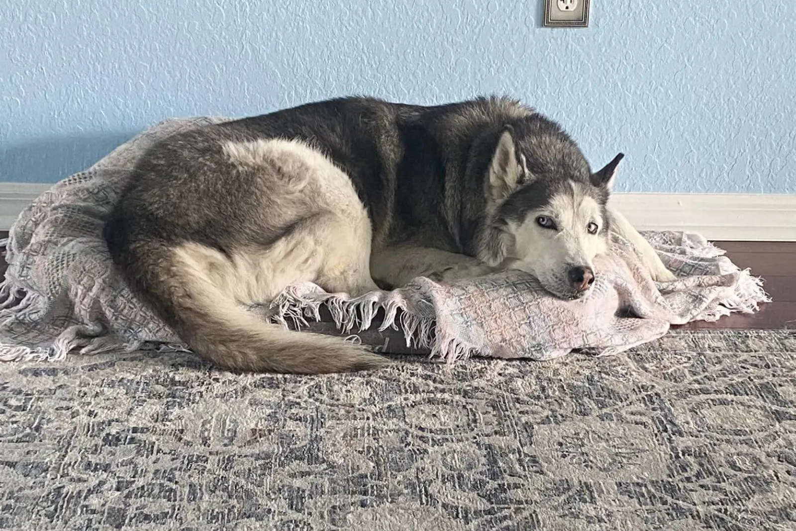 el perro con los ojos más bonitos está tumbado sobre su almohada