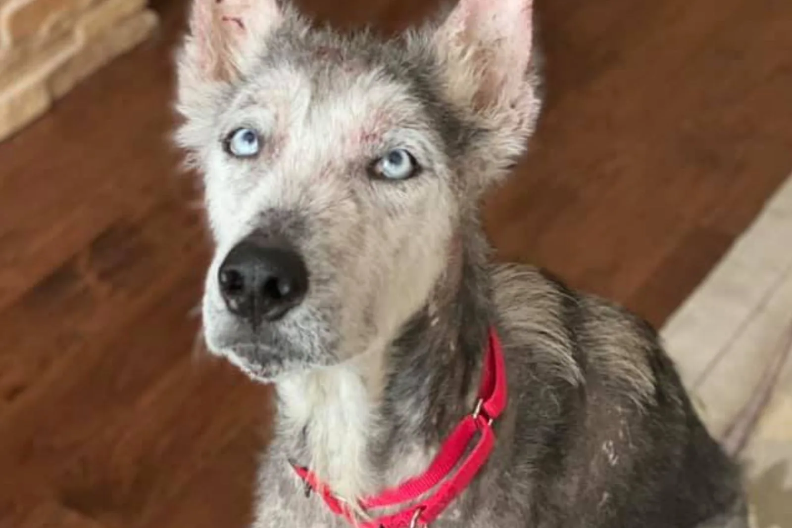 el perro con los ojos más bonitos se sienta y mira a la cámara