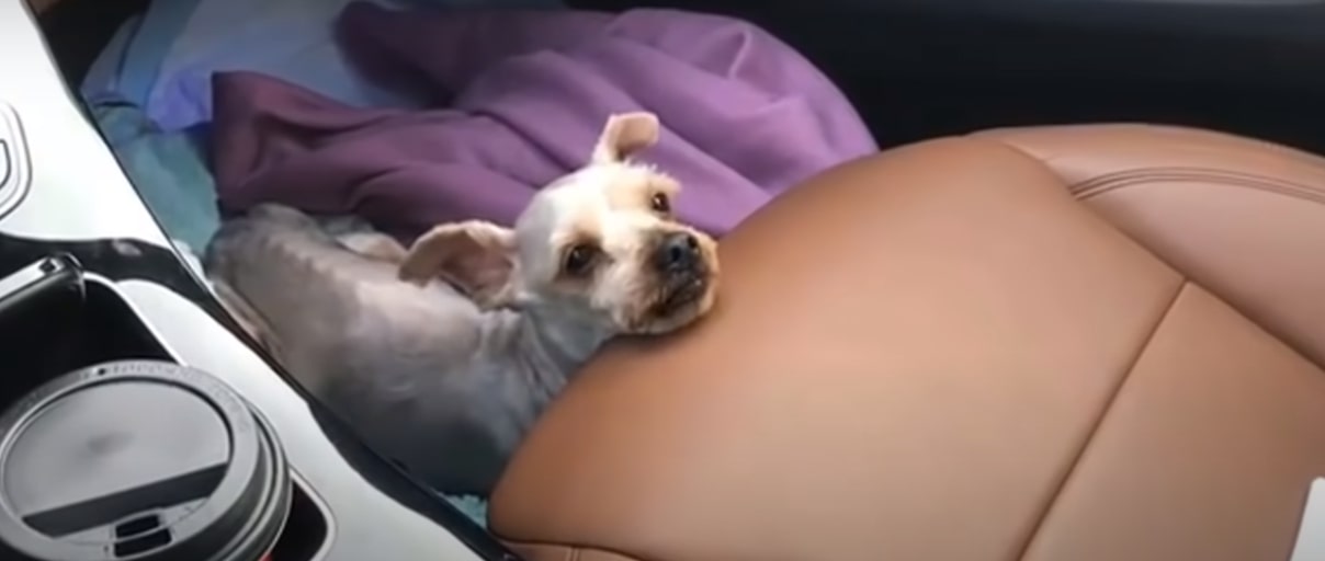 the injured puppy is riding in the car