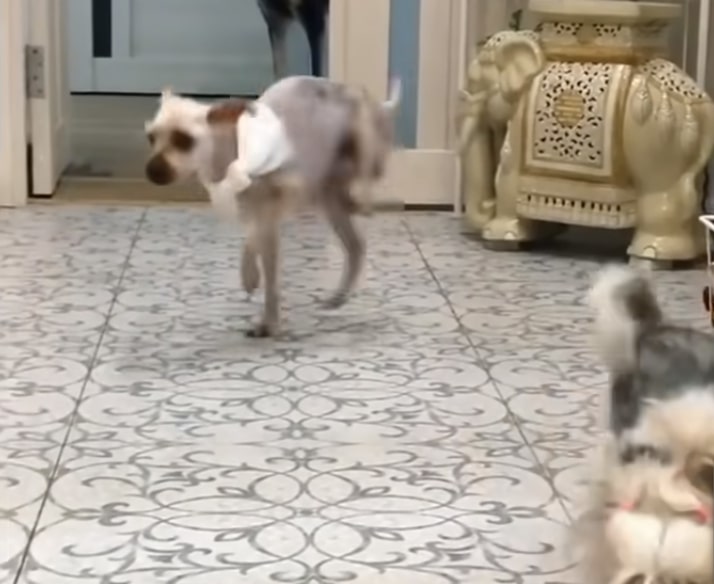 the injured puppy is trying to walk