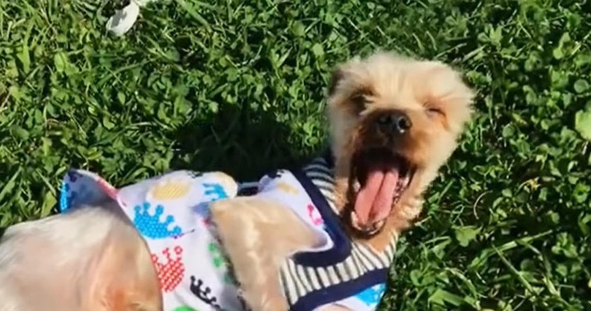 the puppy lies on the grass and laughs