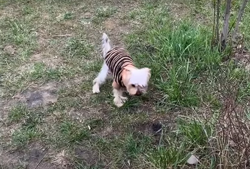 the puppy walks in the garden