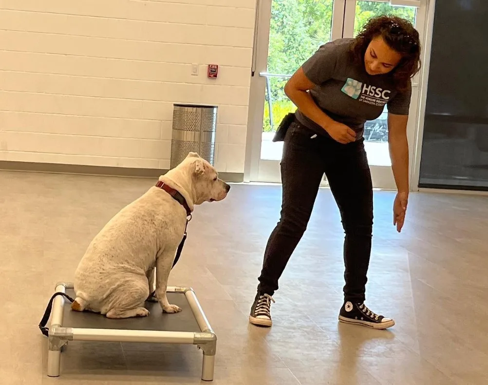 la mujer entrena al perro, él se sienta y mira