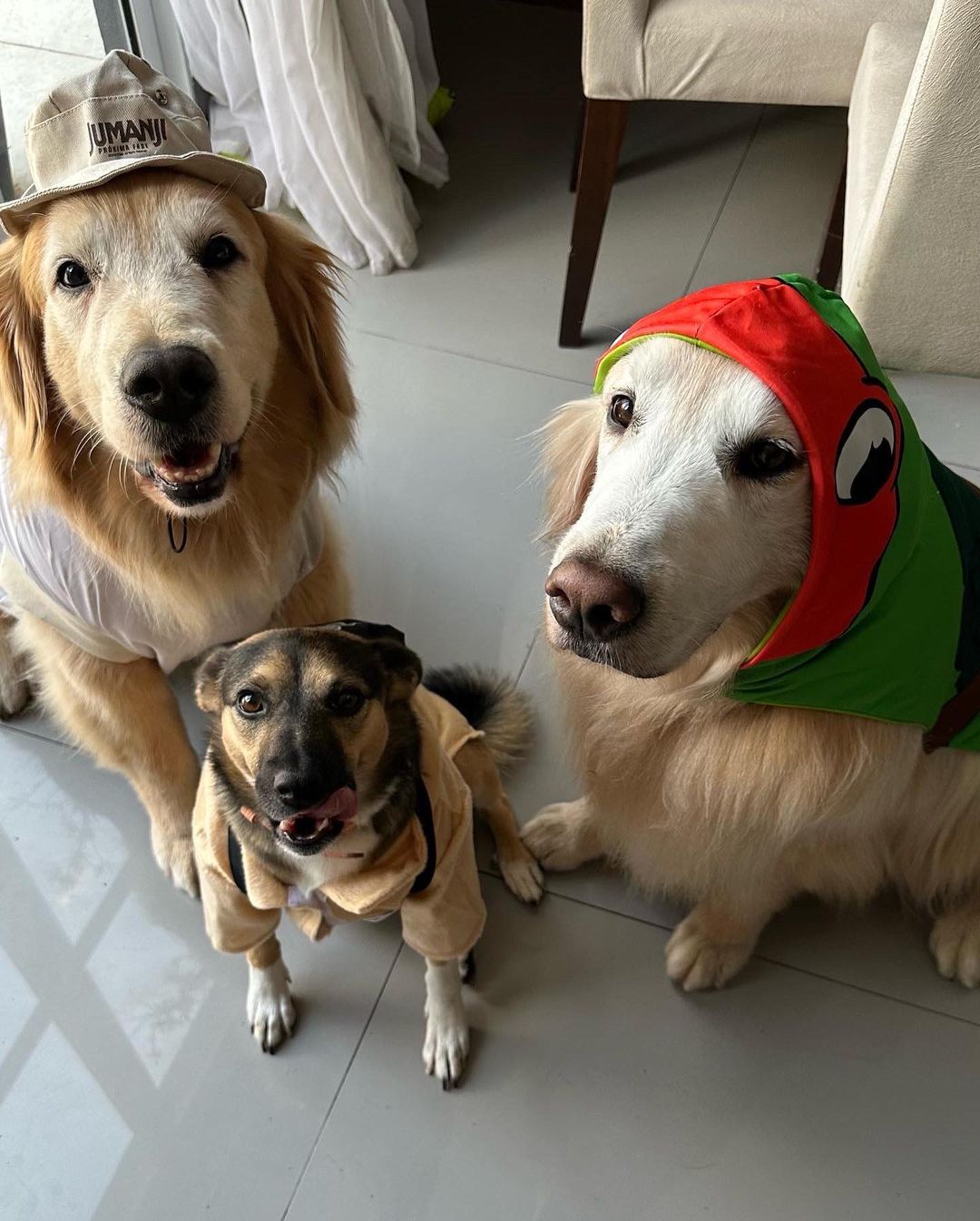 three dogs sitting and looking at the camera