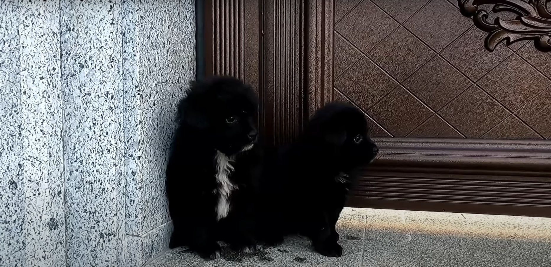 two cute dogs sitting in the corner