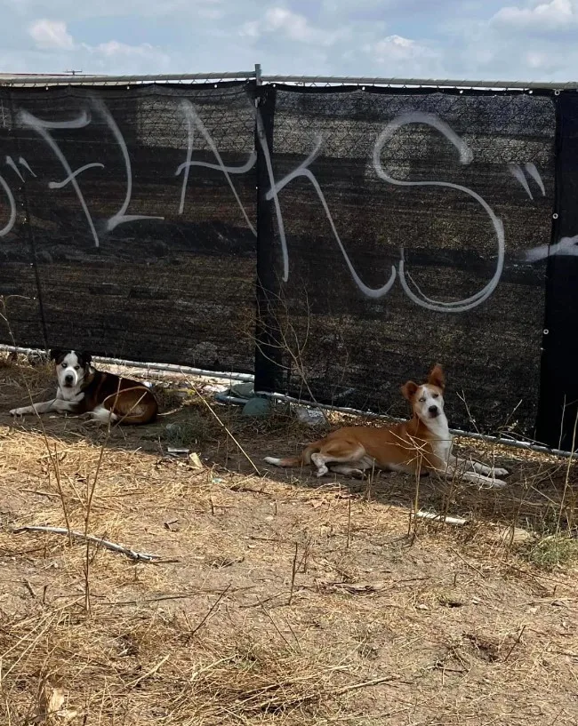 dos perros yacen en el suelo a la sombra