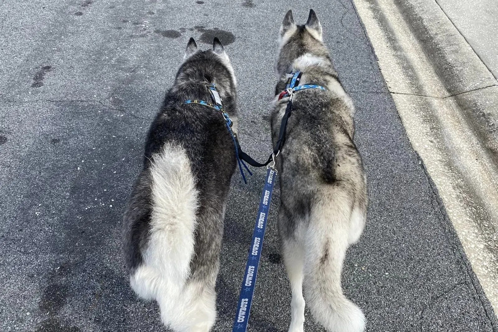 two dogs on a leash are walking down the street