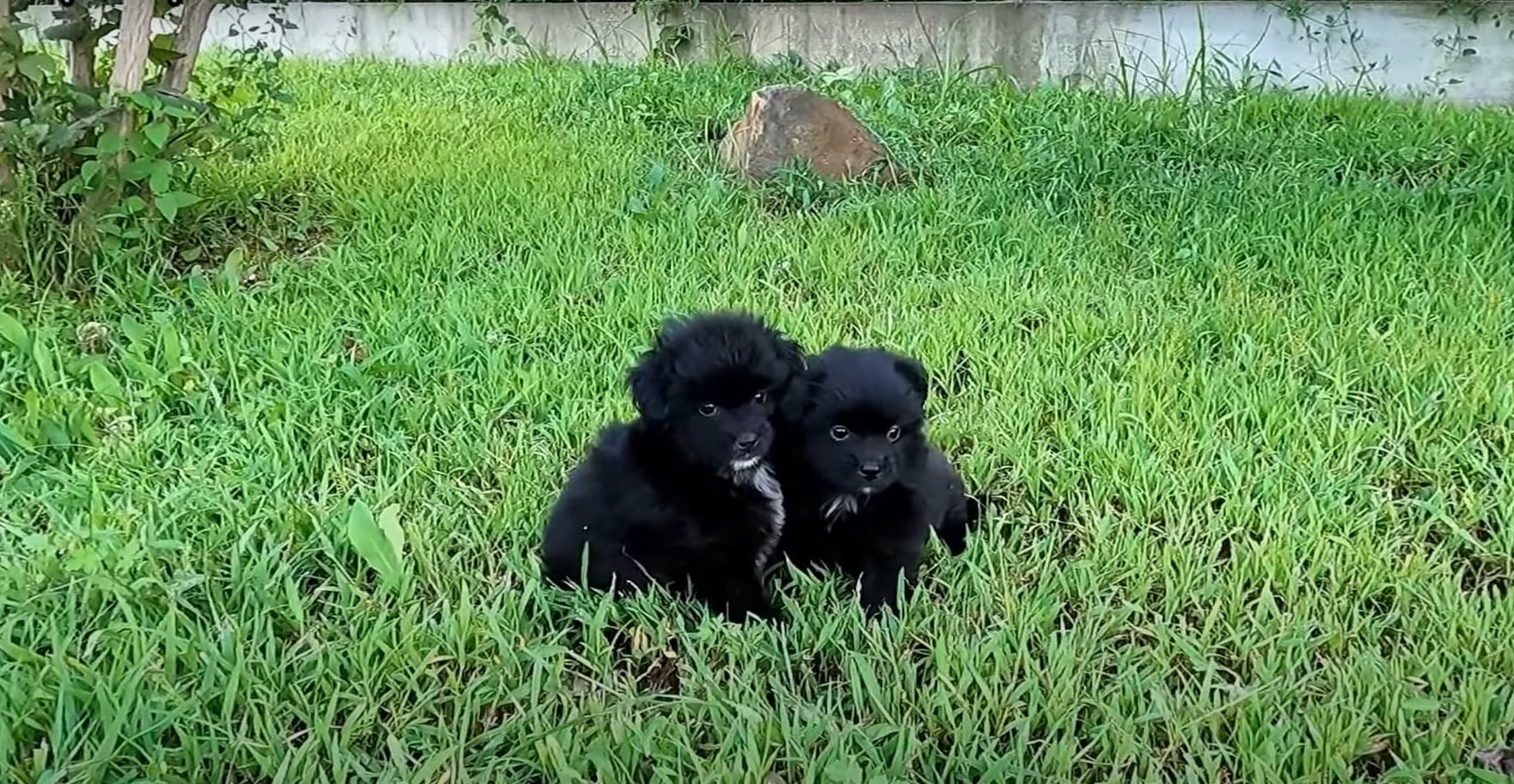 two dogs sitting in the grass