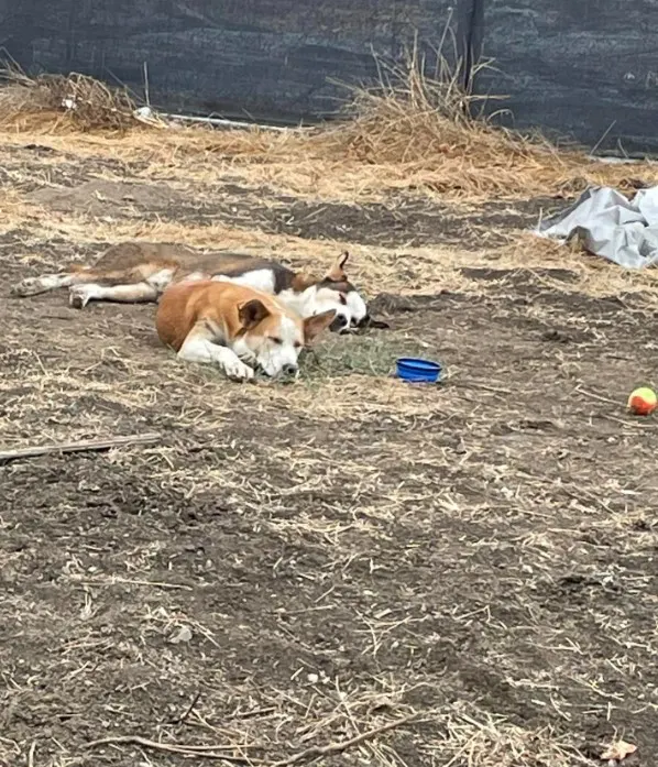 dos perros duermen en un jardín abandonado