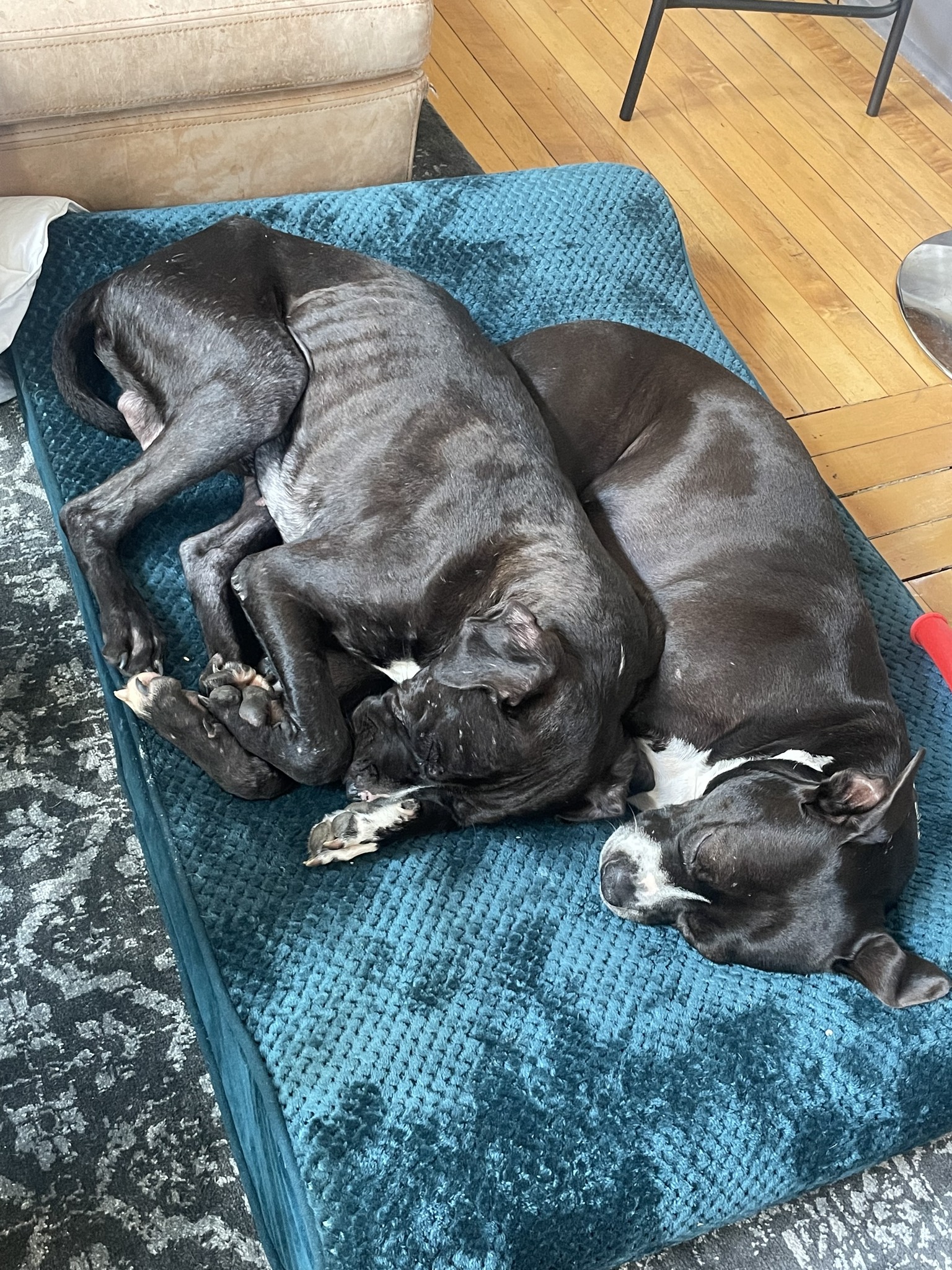 two dogs sleeping on the floor