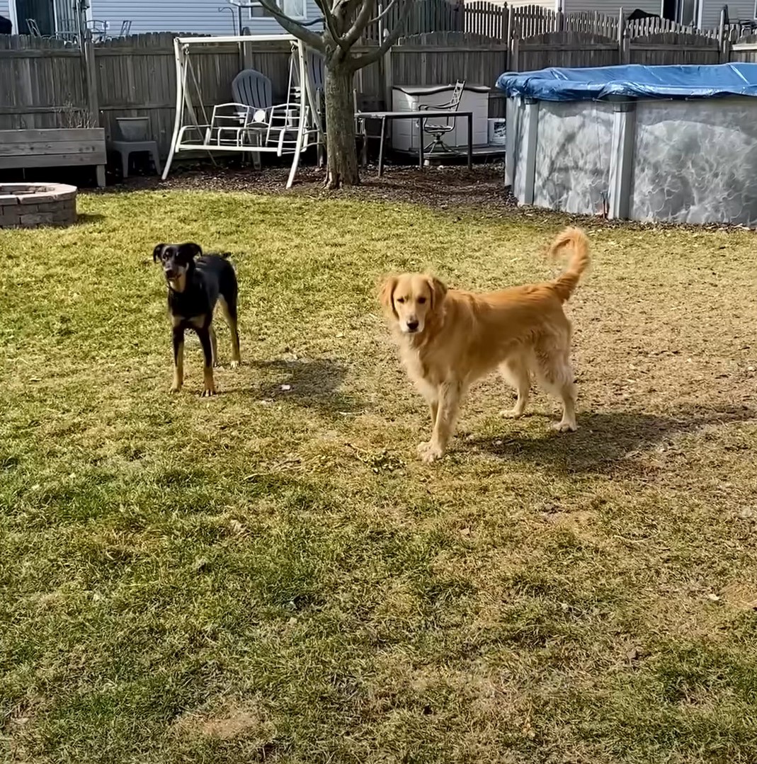 two dogs standing