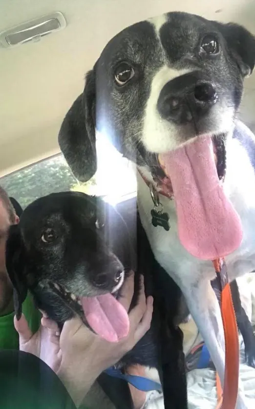 two dogs with their tongues out enjoying the car ride