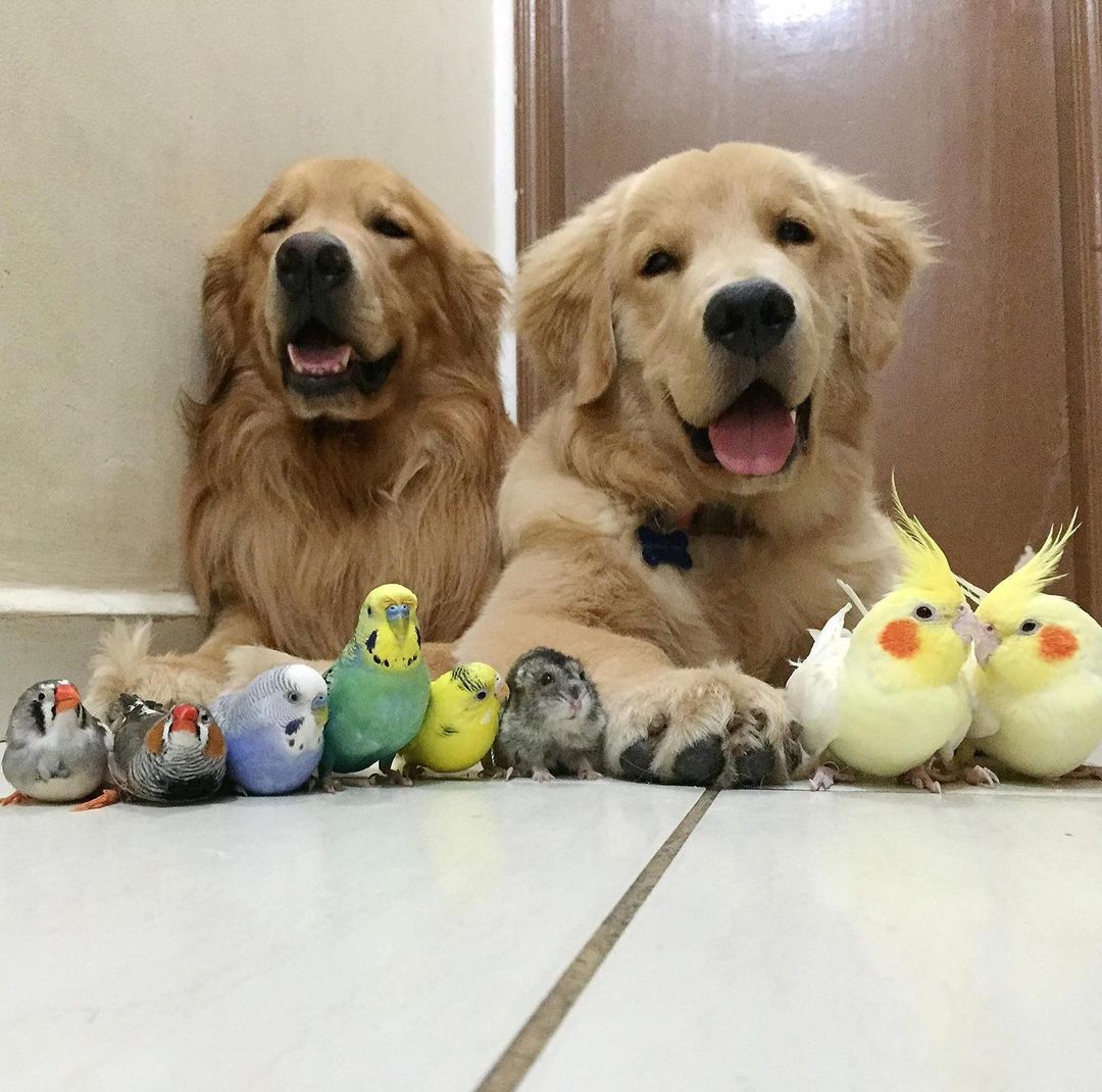 two golden retrievers and birds