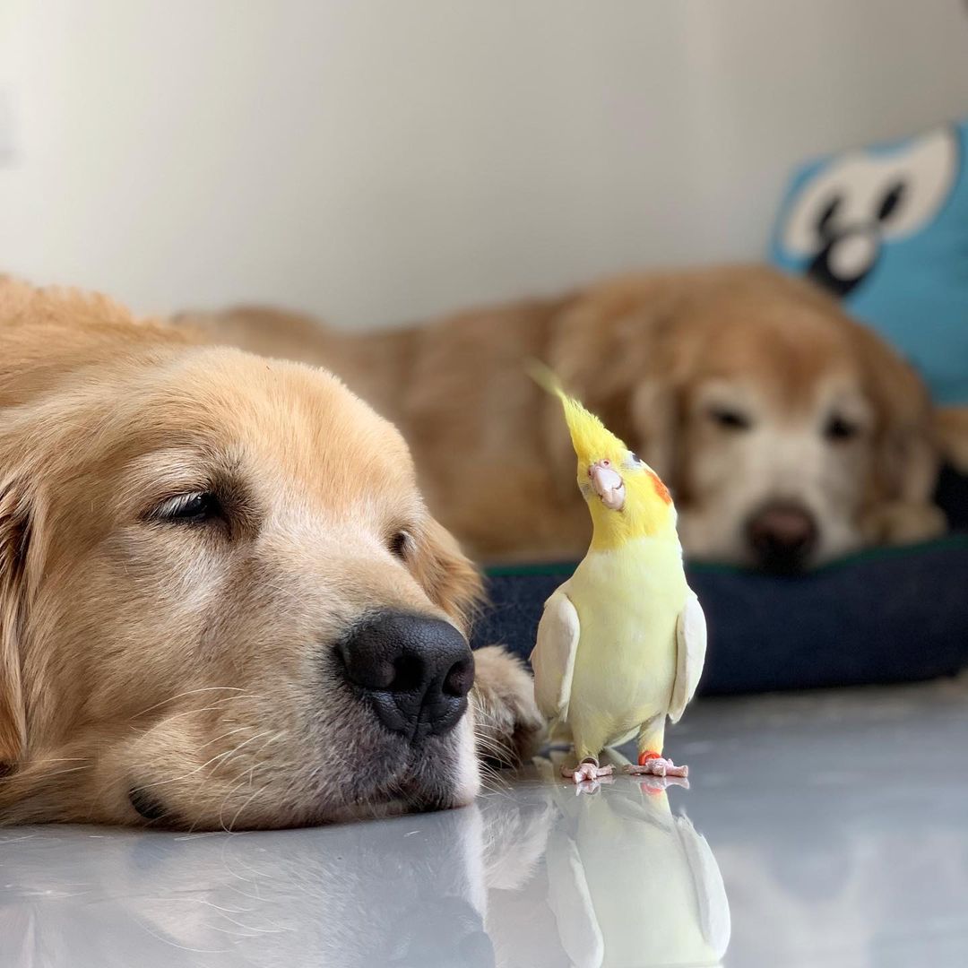 two golden retrievers lying on the floor and a yellow bird