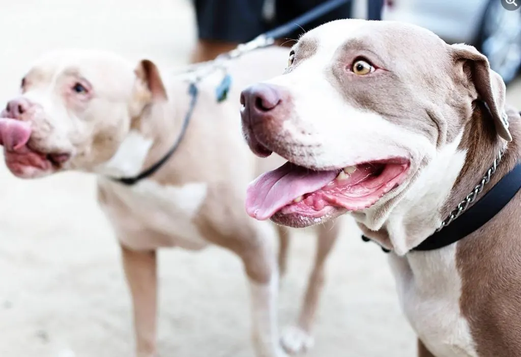 two rescued pit bulls with their tongues sticking out