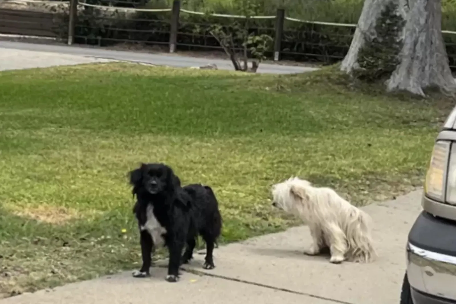 dos perros callejeros parados en el césped