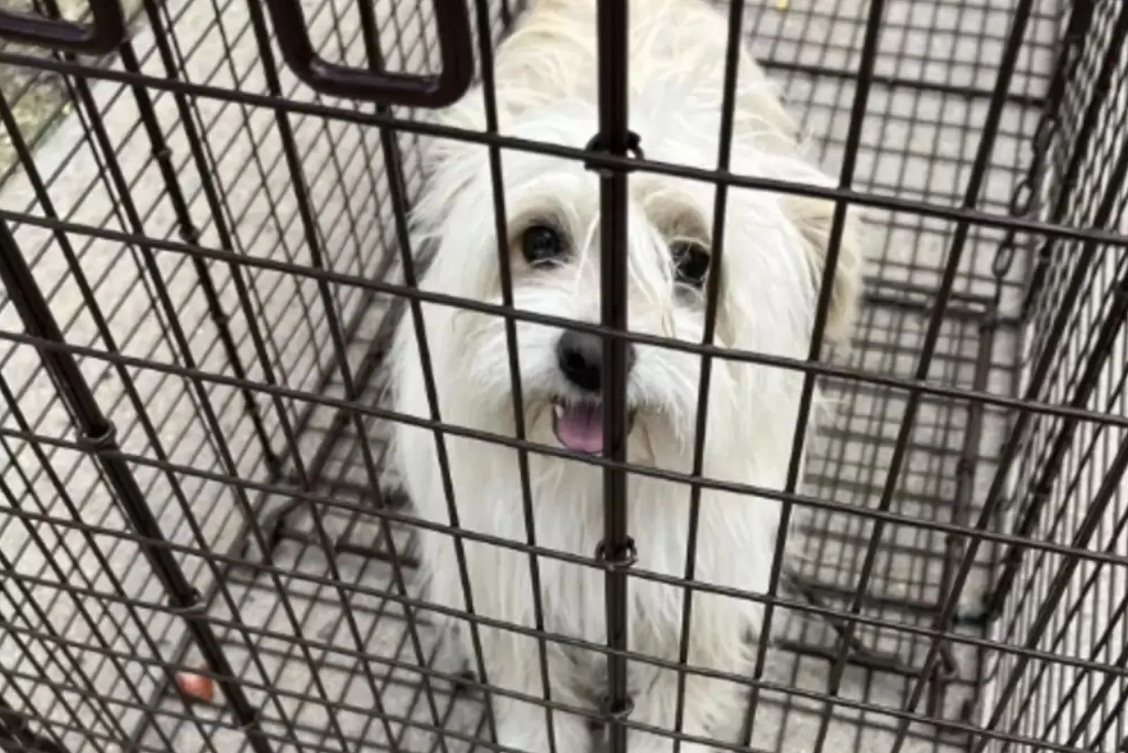 perro blanco en la jaula
