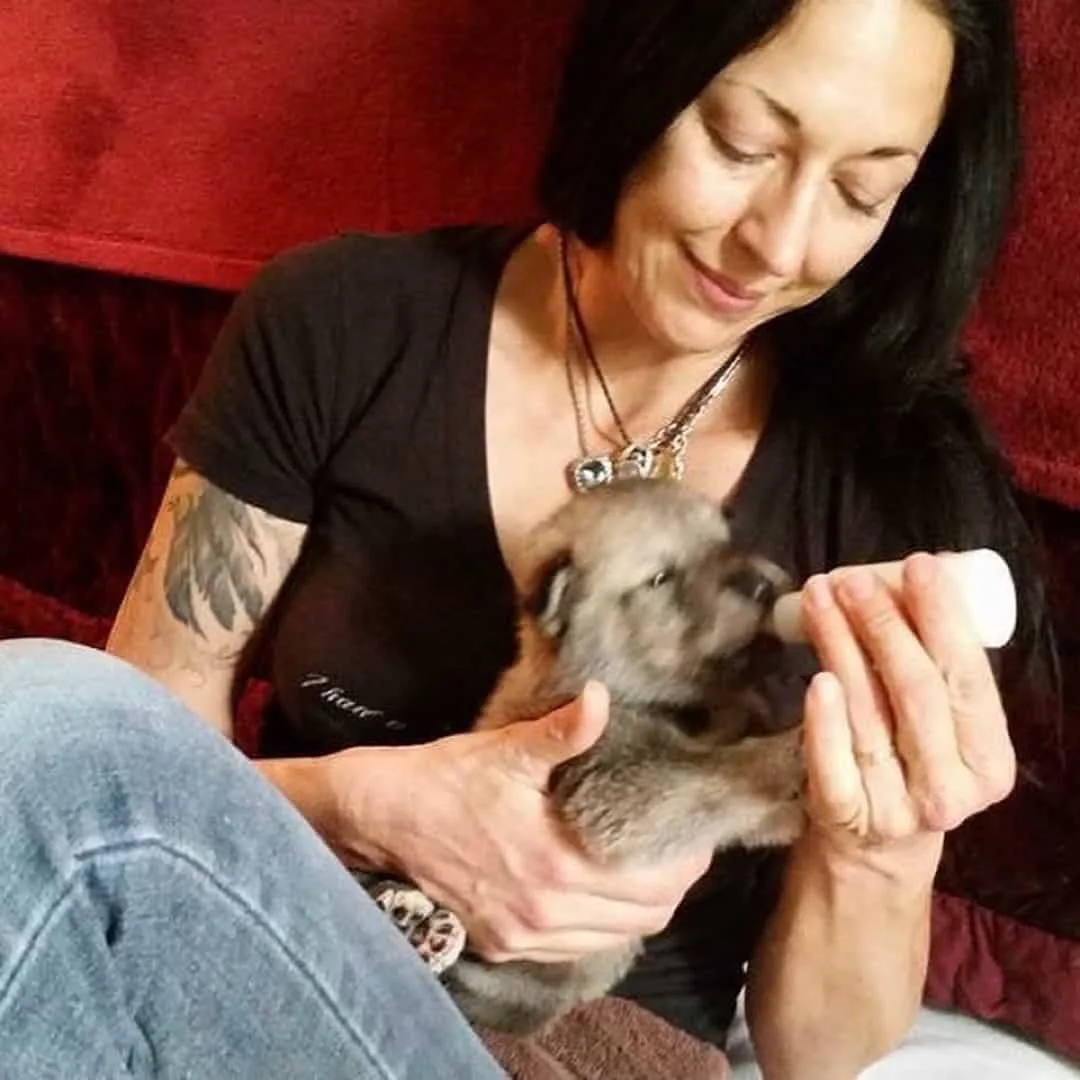 mujer alimentando perro lobo