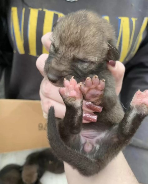 woman holding baby coyote