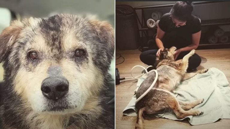 ancient dog
