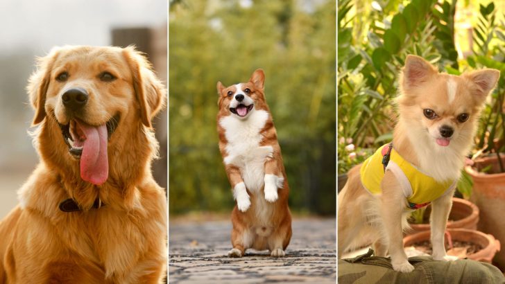 6 Most Dramatic Dog Breeds
