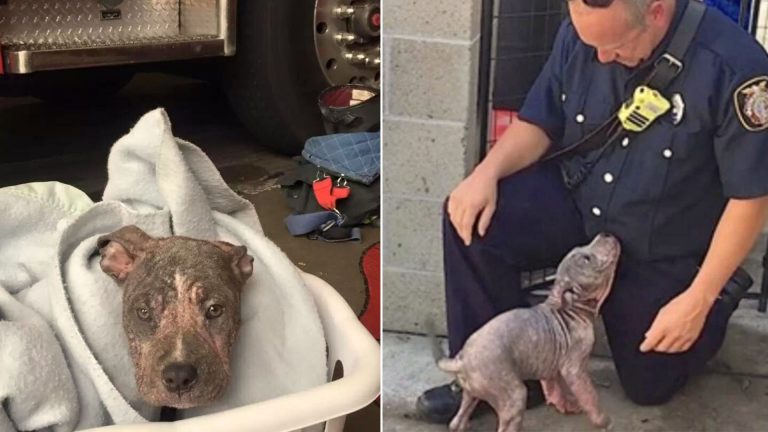 A 3-Month-Old Pitbull Is Saved By A Firefighter