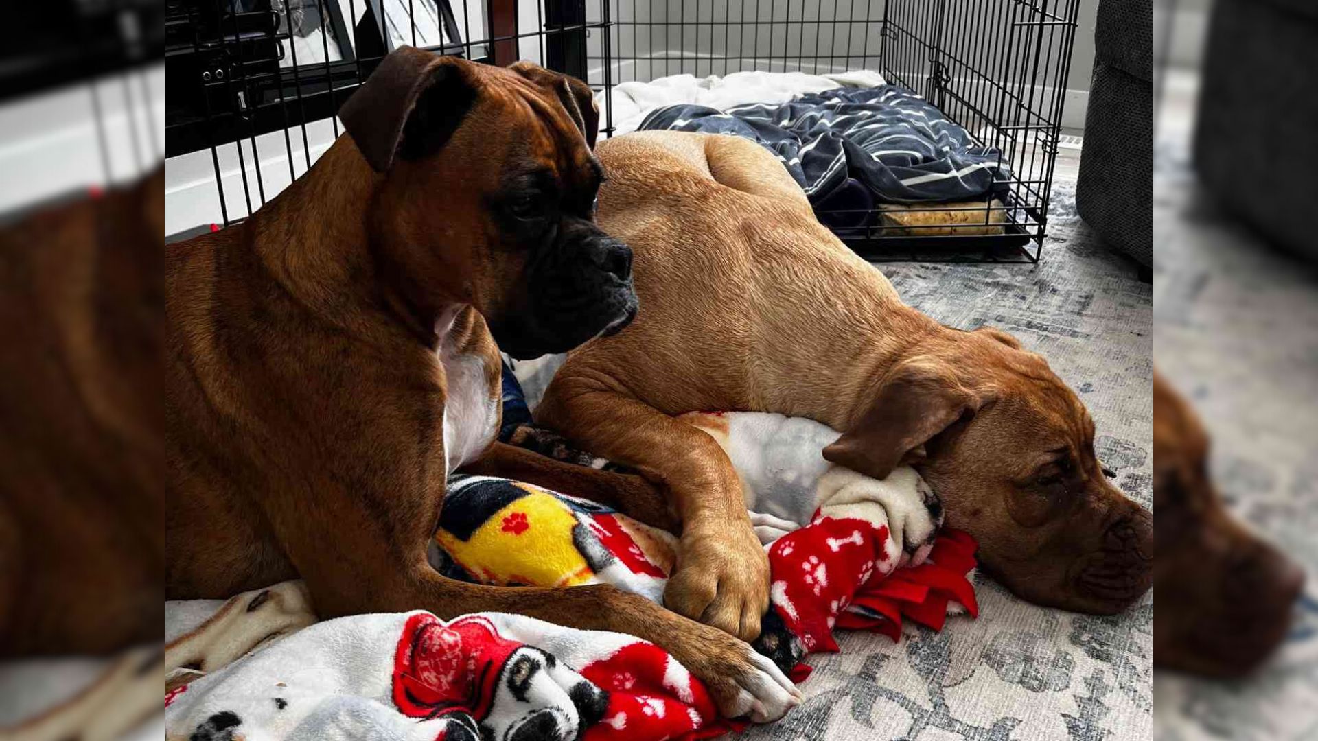 dog friends in a cage