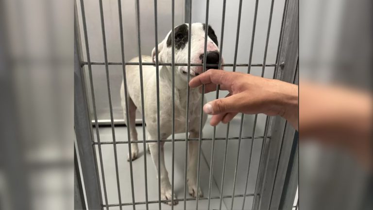 depressed lost dog in a kennel