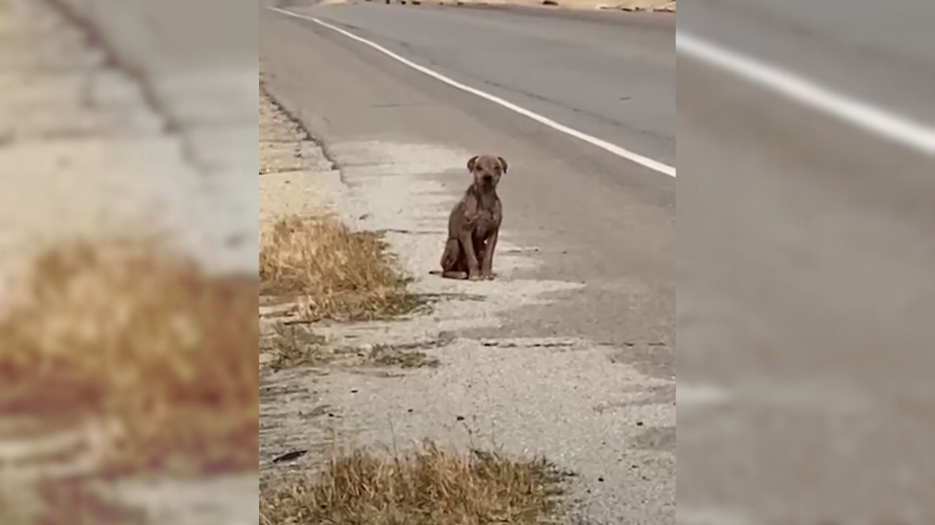 A Dog Found In Terrible Shape Is Rescued