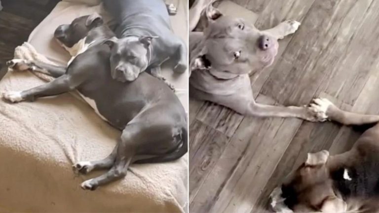 lonely pittie gets company