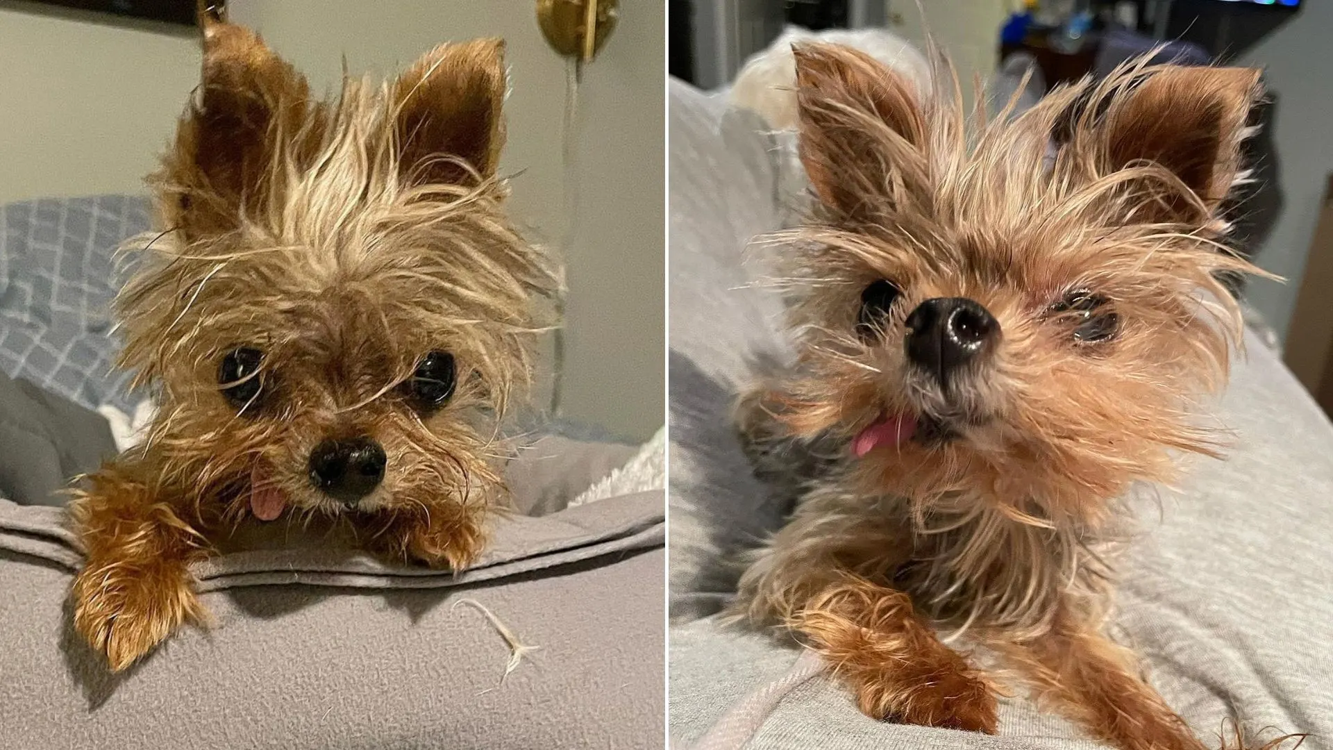 A Dog Who Lived Longer Than Estimated