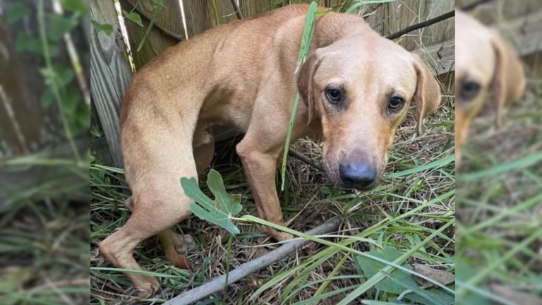 dog in critical condition