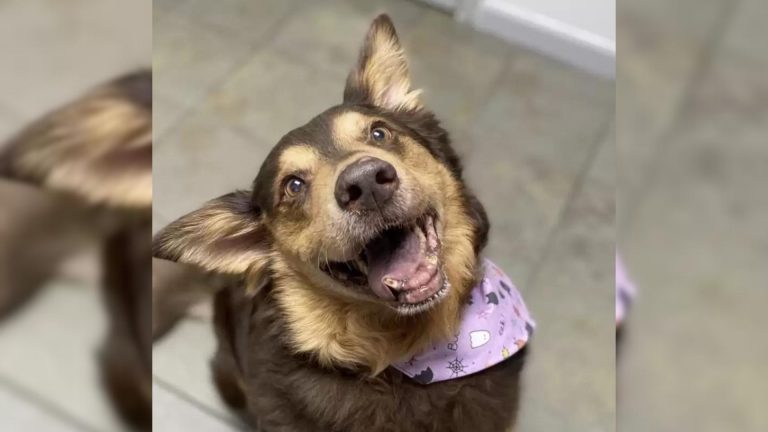 A Dog Who Was Given Months To Live Can’t Keep The Smile