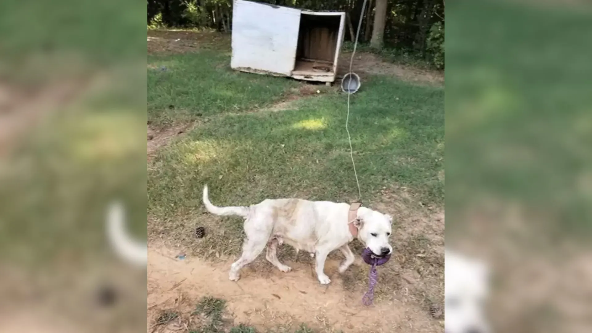 Una perrita que estuvo atada a un poste durante años no deja de sonreír cuando ve a su salvador 
