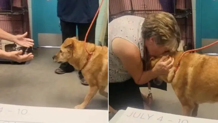 A Frightened Dog Who Was Missing For A Month Finally Got Reunited With His Human