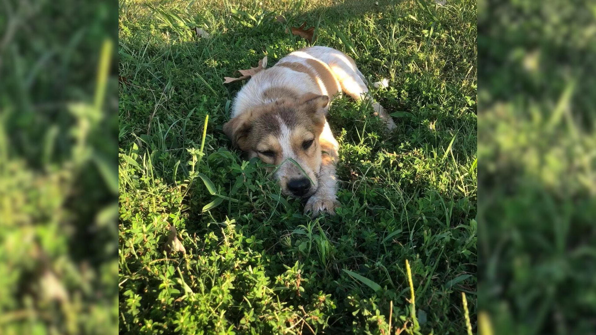 little puppy hiding in grass