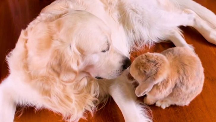 A Heart-Warming Fairytale About A Golden Retriever And His Little BFF Bunny