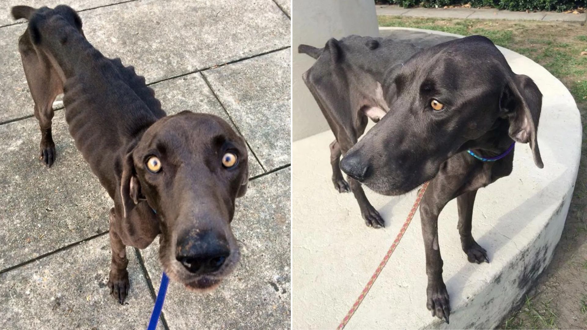 Skinny Dog That Ate Rocks And Twigs In Desperate Need Of Food Finally Gets A New Family